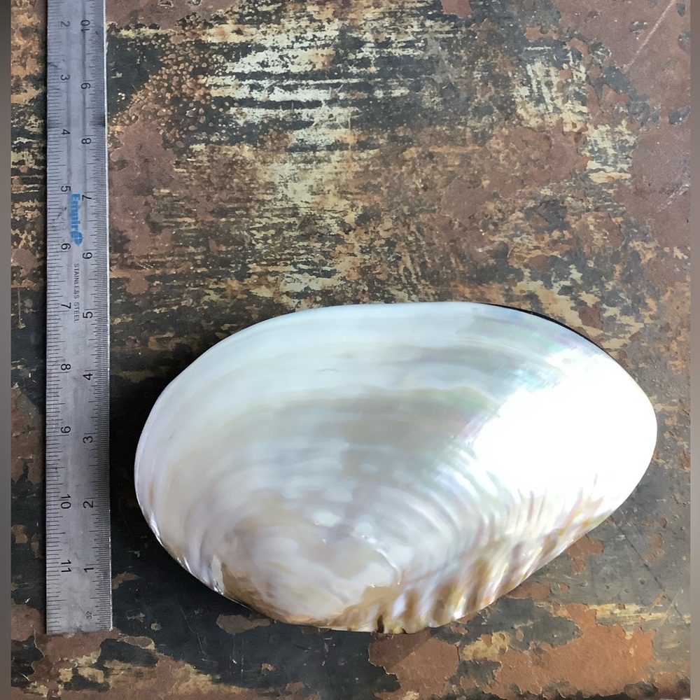 Vintage Large Mother of Pearl Clam Shell and Abalone Box - Picture 7 of 7